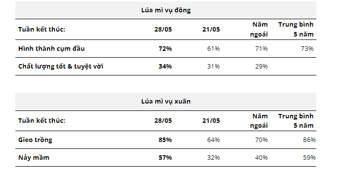 Lúa mì vụ Đông - Xuân