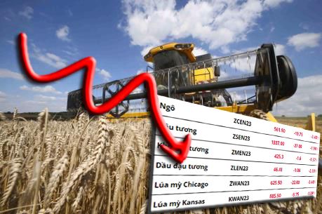 Lúa mì cũng đã giảm mạnh gần 3,5%, về mức thấp nhất