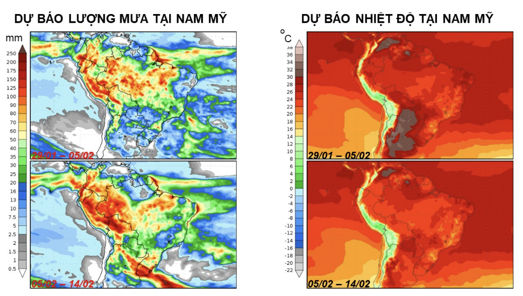 Thời tiết thích hợp cho cây cà phê phát triển