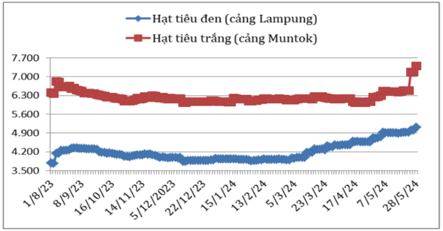 Diễn biến giá hạt tiêu đen và hạt tiêu trắng xuất khẩu của Indonesia từ tháng 8/2023 đến nay