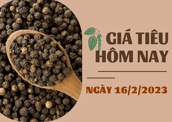 Giá Tiêu và Cao Su hôm nay 16/2: Tăng 1.000 đồng/kg, cao su TOCOM giảm gần 2%
