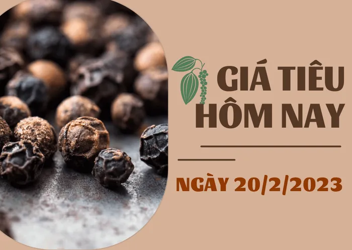 Giá tiêu và Cao Su hôm nay 20/2: Tiêu duy trì đà tăng, cao su SHFE giảm hơn 1%