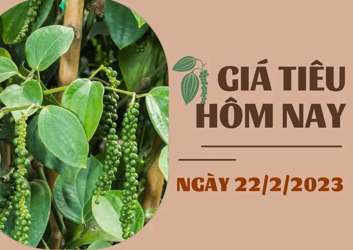 Giá Tiêu và Cao Su hôm nay 22/2: Tăng 500 đồng/kg, cao su biến động nhẹ dưới 1%