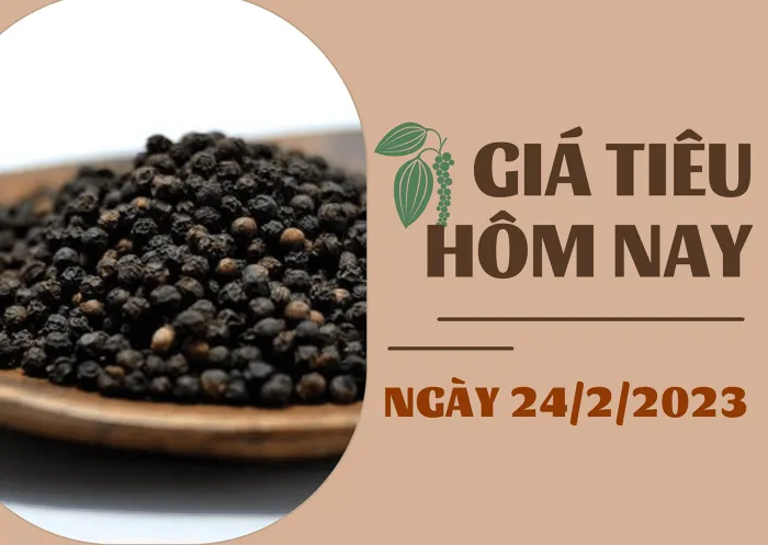 Giá Tiêu và Cao Su hôm nay 24/2: Gia Lai tăng 500 đồng/kg, cao su TOCOM giảm trở lại