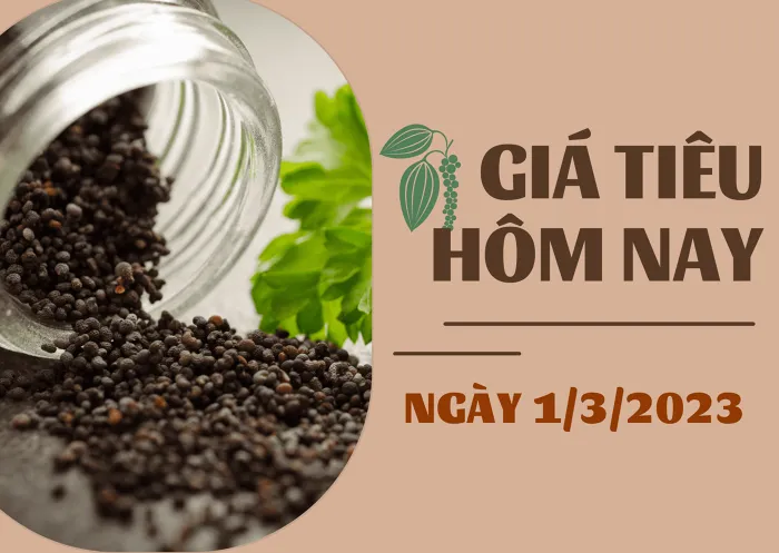 Giá Tiêu và Cao su hôm nay 1/3: Giảm 500 đồng/kg, cao su TOCOM giảm hơn 1%