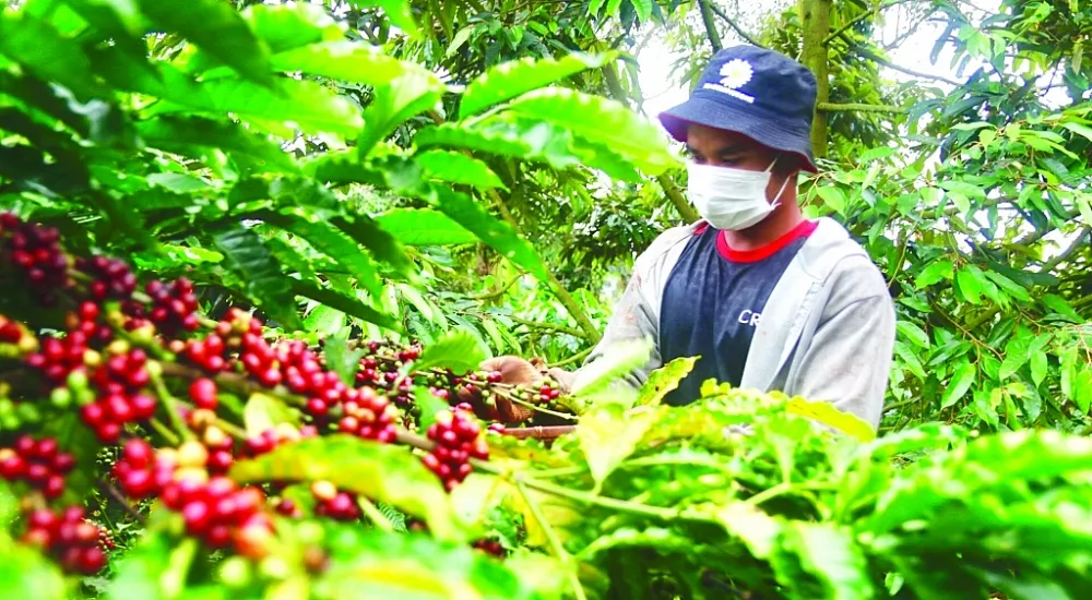 Xuất khẩu cà phê tăng mạnh trong tháng 2