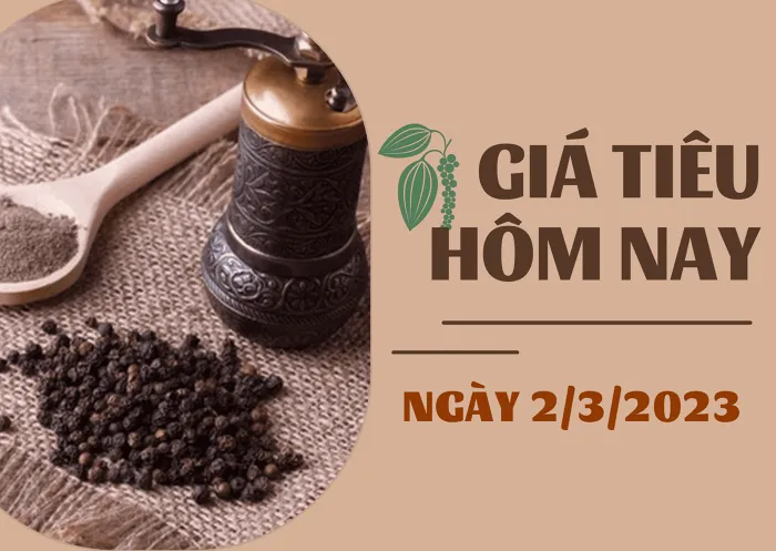 Giá Tiêu và Cao su hôm nay 2/3: Tiếp tục giảm nhẹ, cao su tăng dưới 1%