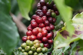 Đà tăng giá cà phê bắt đầu chững lại