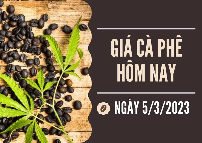 Giá cà phê hôm nay 5/3: Tăng 600 đồng/kg đến 700 đồng/kg trong tuần qua