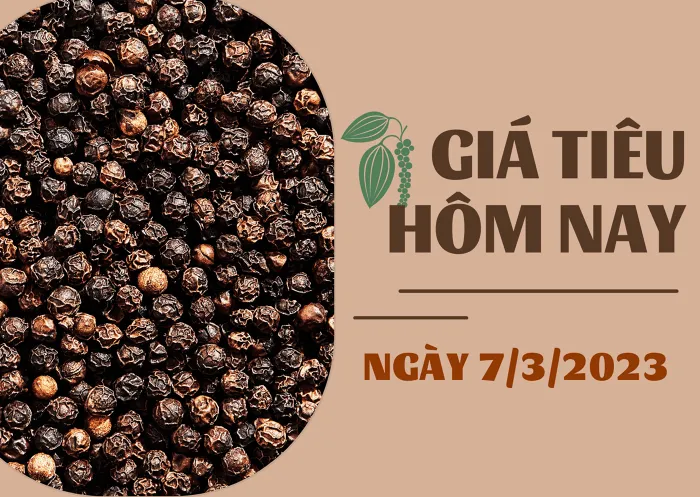 Giá Tiêu và Cao su hôm nay 7/3: Bất ngờ tăng 2.000 đồng/kg, cao su TOCOM giảm 1%