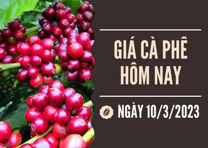 Giá cà phê hôm nay 10/3: Ghi nhận ngày thứ ba liên tiếp tăng