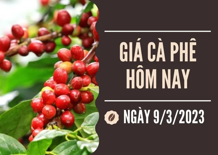 Giá cà phê hôm nay 9/3: Robusta kỳ hạn quay đầu tăng