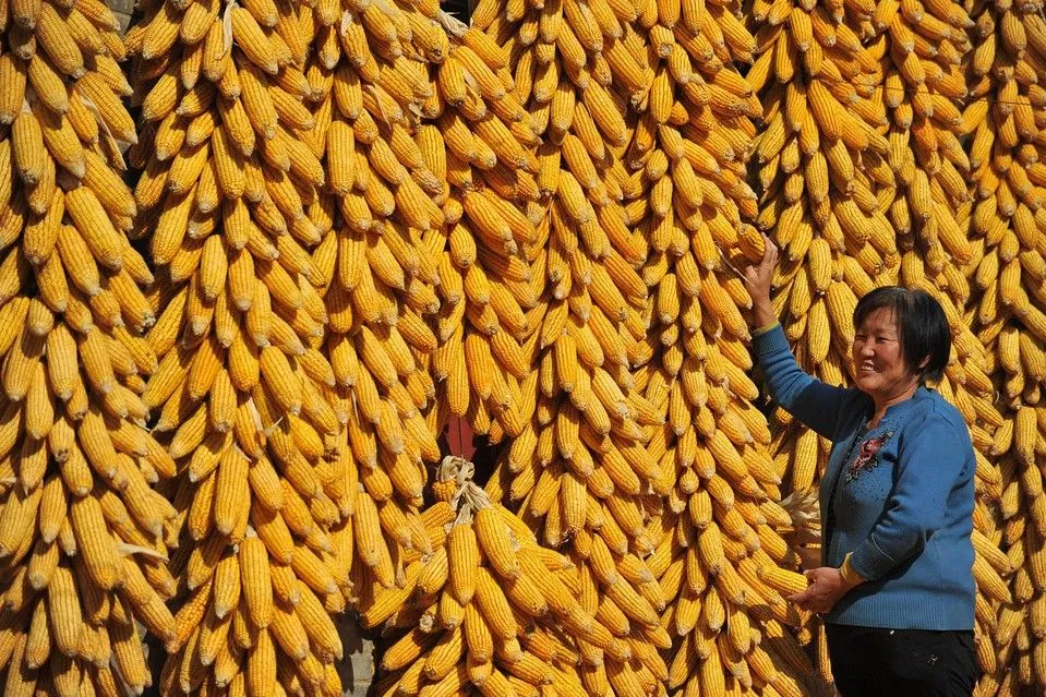 Bộ Nông nghiệp Trung Quốc nâng dự báo diện tích trồng ngô và đậu tương niên vụ 2023/24