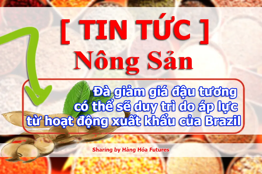 Đà giảm giá đậu tương có thể sẽ duy trì do áp lực từ hoạt động xuất khẩu của Brazil