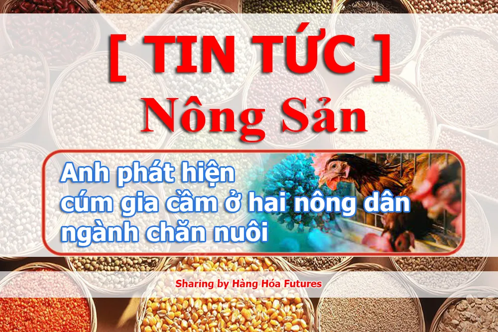 Anh phát hiện cúm gia cầm ở hai nông dân ngành chăn nuôi