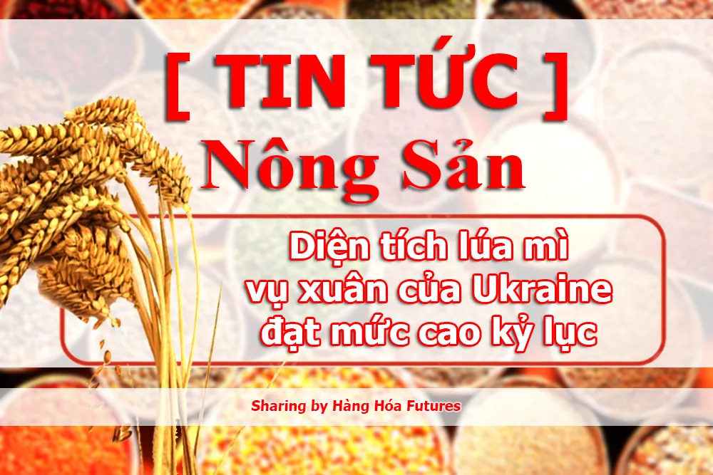 Diện tích lúa mì vụ xuân của Ukraine đạt mức cao kỷ lục 285.000 héc-ta