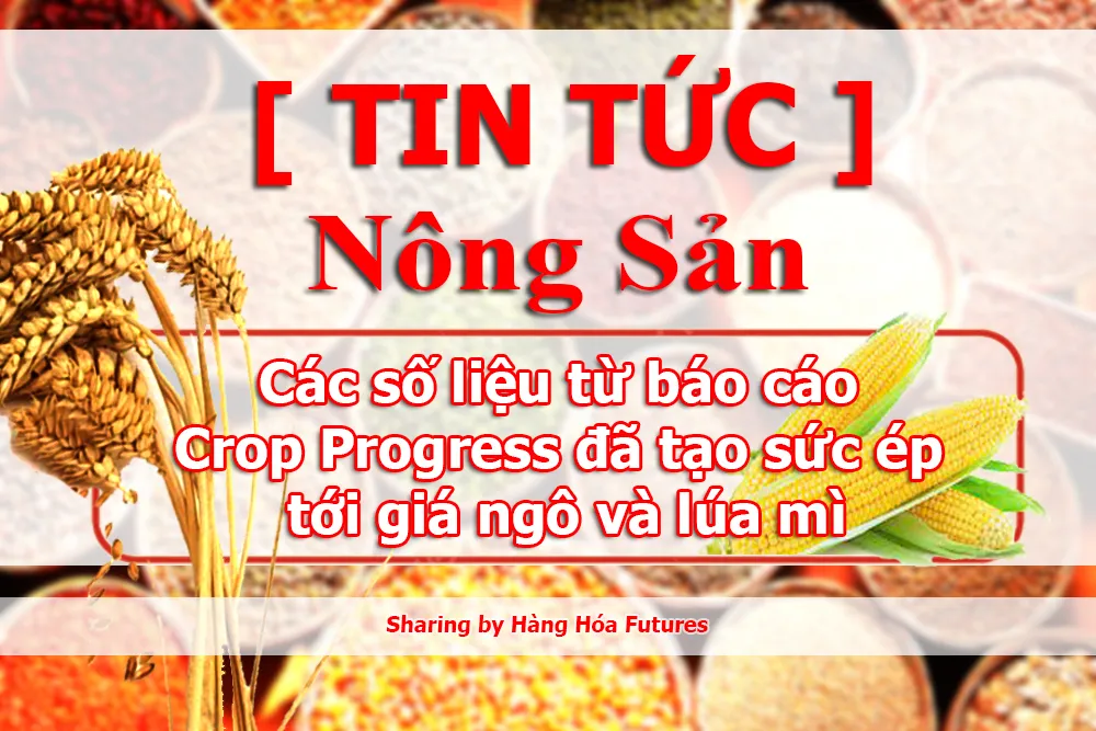 Các số liệu từ báo cáo Crop Progress đã tạo sức ép tới giá ngô và lúa mì