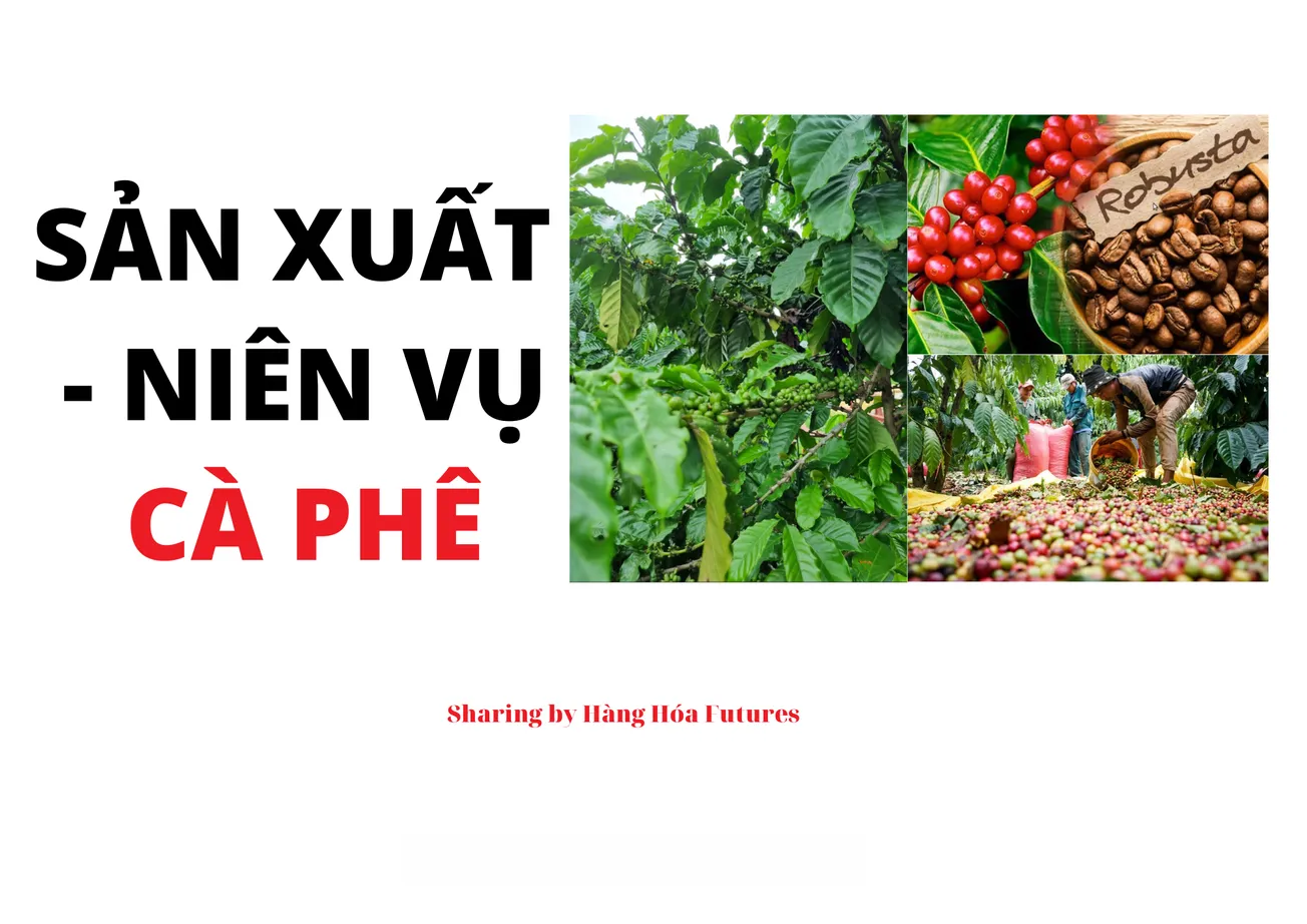 [SẢN XUẤT - NIÊN VỤ] - CÀ PHÊ 2023-24 ĐANG BẮT ĐẦU TẠI MỘT SỐ KHU VỰC TÂY NGUYÊN