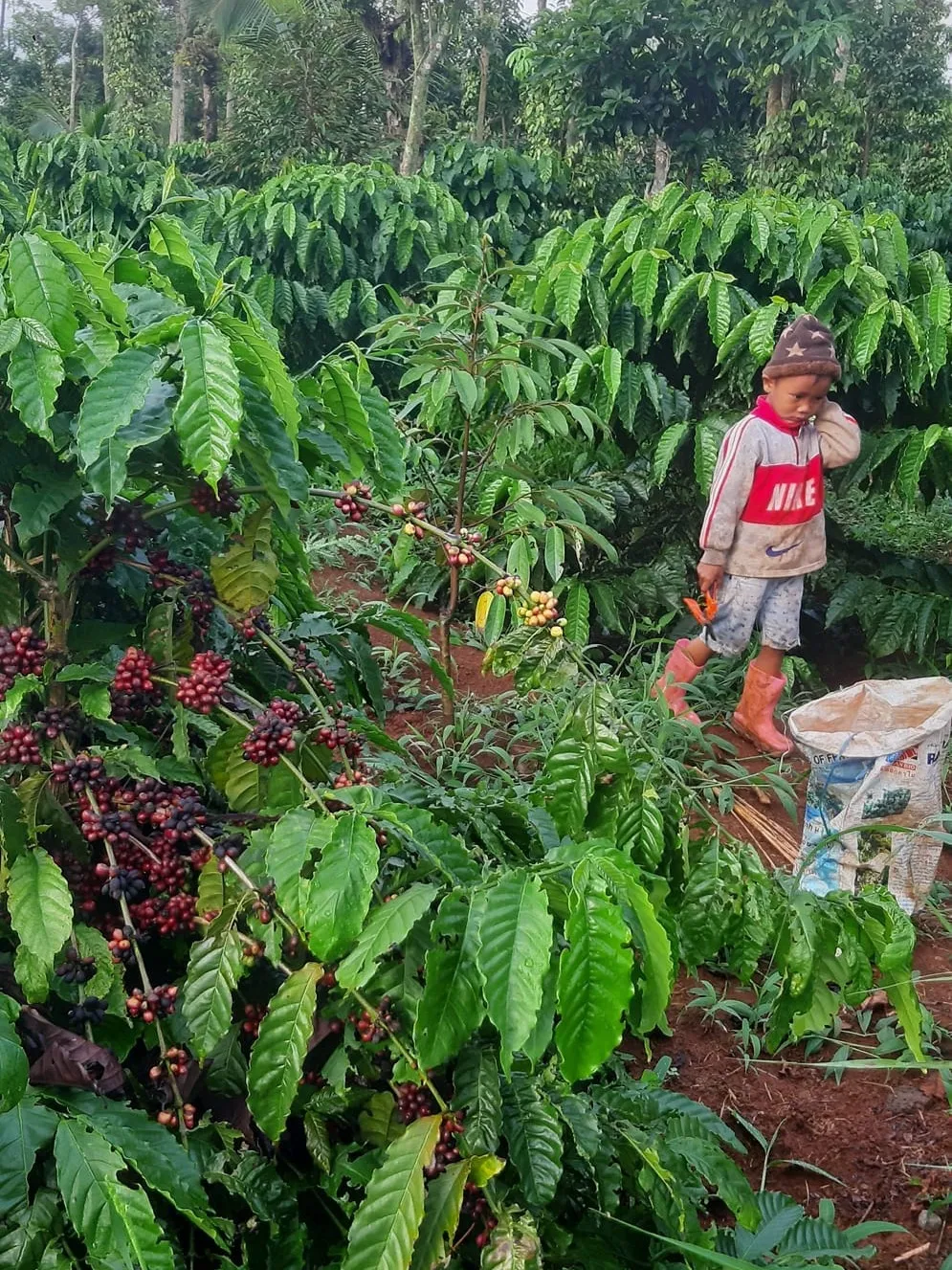 [Thị trường: Cà phê - Đường - Ca cao] - Arabica Lập Đỉnh Lịch Sử: Cơ Hội Cho Nông Dân Hay Nguy Cơ Mất Nhu Cầu?