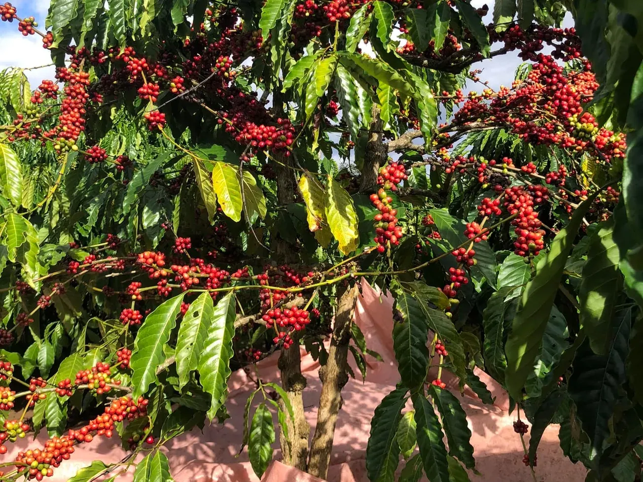 [Thị trường: Cà phê - Đường - Ca cao] - Cà phê tăng 5%; Cacao đạt đỉnh mới trong vòng 5 tháng rưỡi