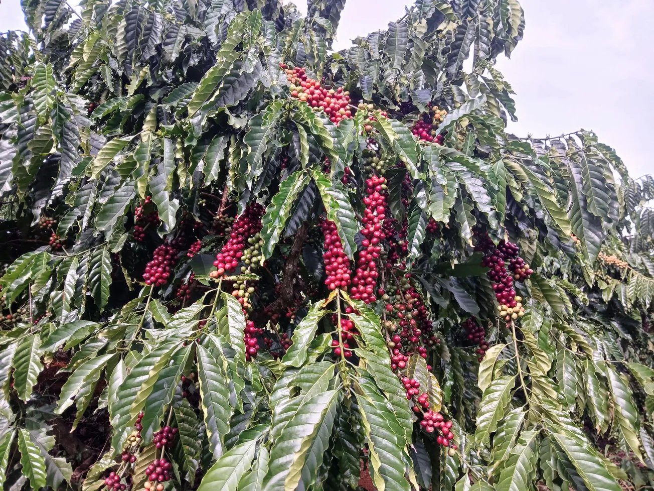 [Thị trường: Cà phê - Đường - Ca cao] - Cà phê Arabica giảm mạnh từ đỉnh kỷ lục; Ca cao cũng hạ nhiệt